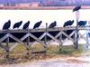 Turkey Vulture flock (Cathartes aura)  mixed with American Black Vultures