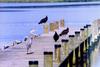 Turkey Vulture flock (Cathartes aura)  with great blue heron (Ardea herodias)