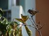 곤줄박이 Parus varius (Varied Tit)