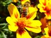 꿀벌(양봉) Apis mellifera (Western Honeybee)