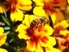 꿀벌(양봉) Apis mellifera (Western Honeybee)