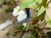 남방부전나비 Pseudozizeeria maha (Pale Grass Blue Butterfly)