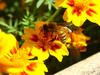 꿀벌(양봉) Apis mellifera (Western Honeybee)