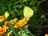 남방노랑나비 Eurema hecabe (Common Grass Yellow Butterfly)