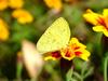 남방노랑나비 Eurema hecabe (Common Grass Yellow Butterfly)