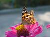 작은멋쟁이나비 Cynthia cardui (Painted Lady Butterfly)