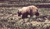 Grizzly Bear (Ursus arctos horribilis)