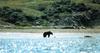 Alaskan Brown Bear (Ursus arctos)