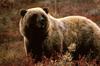 Brown Bear (Ursus arctos)