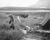 Brown Bear in camp (Ursus arctos)