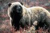 Brown Bear (Ursus arctos)