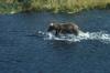 Brown Bear (Ursus arctos)