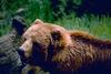 Kodiak Brown Bear (Ursus arctos middendorffi)