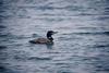 Common Loon (Gavia immer)