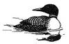 [Drawing] Common Loon (Gavia immer)