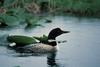 Common Loon (Gavia immer)