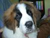 saint bernard ursulica