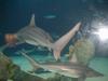 sharks