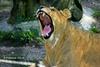 Lion female