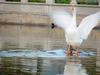 홰를 치는 거위 (Swan Goose flapping)