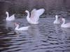 거위 대행진, 중국거위 Anser cygnoides (Swan Geese)