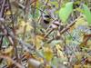 노랑턱멧새 Emberiza elegans (Yellow -throated Bunting)