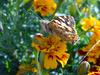 작은멋쟁이나비 Cynthia cardui (Painted Lady Butterfly)