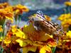 작은멋쟁이나비 Cynthia cardui (Painted Lady Butterfly)