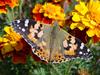 작은멋쟁이나비 Cynthia cardui (Painted Lady Butterfly)