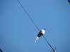 물까치 Cyanopica cyana (Azure-winged Magpie)