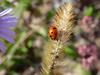 칠성무당벌레 Coccinella septempunctata (Seven-spotted Ladybug)