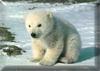 Polar bear cub