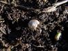 snail