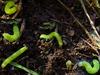 Cute caterpillars