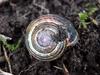 Snail