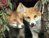 Red Fox kits