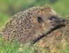 Erinaceus europaeus (Western European Hedgehog)