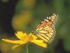 Monarch butterfly - Danaus plexippus