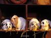 rabbits