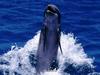 dolphin