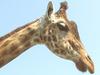 Giraffe - Giraffa camelopardalis