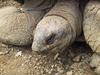 Galapagos Giant Tortoies