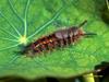 CATERPILLAR