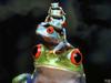 four floored treefrogs