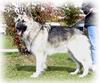 ISSR Shiloh Shepherd