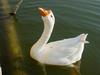 중국거위 Anser cygnoides (Swan Goose)