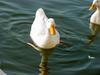 집오리 (Domestic Duck)