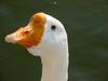 중국거위 Anser cygnoides (Swan Goose)