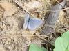 남방부전나비 Pseudozizeeria maha (Pale Grass Blue Butterfly)