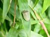 대나무 잎위의 풀색노린재 Nezara antennata (Green Stink Bug)